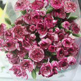 Carnation Spray