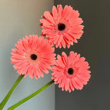 Gerbera