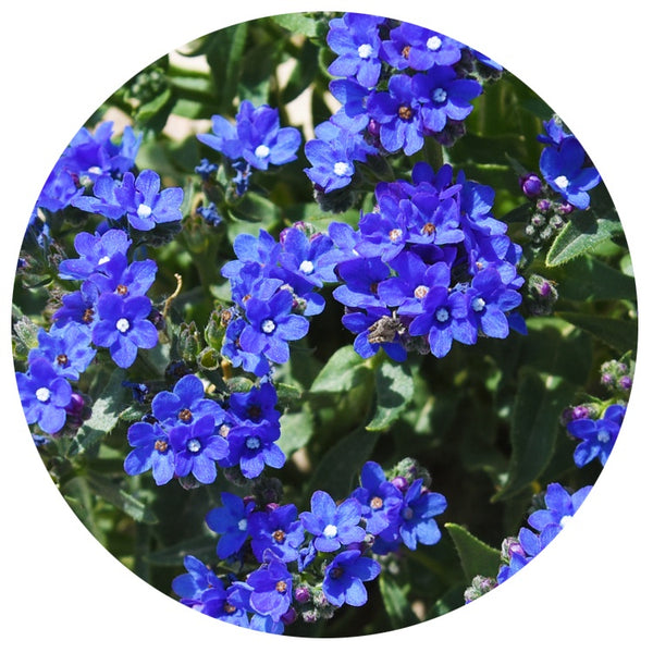 DW Flower