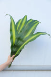 Dracaena Leaves