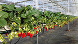 Strawberry Seedlings