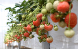 Strawberry Seedlings