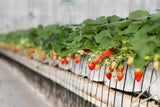 Strawberry Seedlings