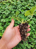 Strawberry Seedlings