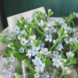 蓝星花Seedlings