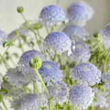 翠珠Seedlings