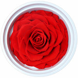 Preserved Rose Single Head