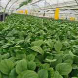 Gerbera Seedlings