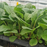 Gerbera Seedlings