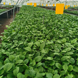 Gerbera Seedlings