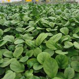 Gerbera Seedlings