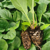 Gerbera Seedlings