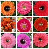 Gerbera Seedlings