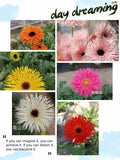 Gerbera Seedlings