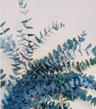 Eucalyptus