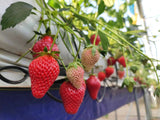 Strawberry Seedlings