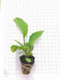 Gerbera Seedlings