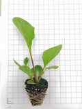 Gerbera Seedlings