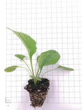 Gerbera Seedlings