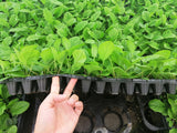 Gerbera Seedlings