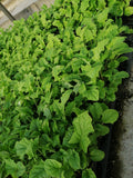 Gerbera Seedlings