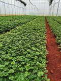 Strawberry Seedlings