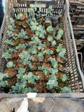 Eucalyptus Seedlings