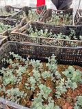 Eucalyptus Seedlings