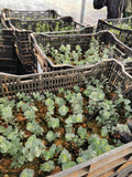 Eucalyptus Seedlings