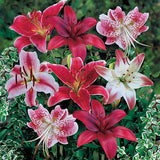 Lily Red