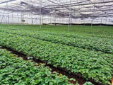 Strawberry Seedlings