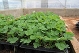 Strawberry Seedlings