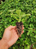Strawberry Seedlings