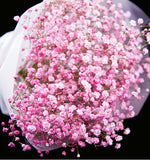 Gypsophila