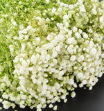 Gypsophila