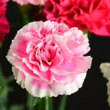 ດອກ Carnation ຫົວດ່ຽວ