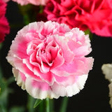 Carnation