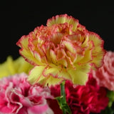 Carnation