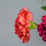 Carnation