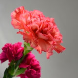 Carnation