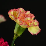 Carnation