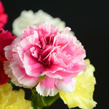 ດອກ Carnation ຫົວດ່ຽວ