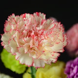 Carnation