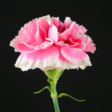 Carnation