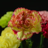 ດອກ Carnation ຫົວດ່ຽວ