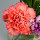 Carnation