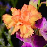Carnation