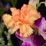 Carnation