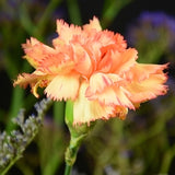 Carnation