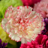 Carnation